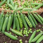 Légumes Secs - Pois Petit Provençal - BIO - 10 m - face recto